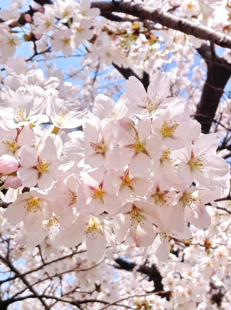 내가 찍은 벚꽃 사진..^^
